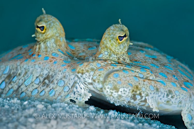 Peacock Flounder. Cayman Islands.