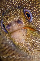 Goldentail Moray. Cayman Islands.