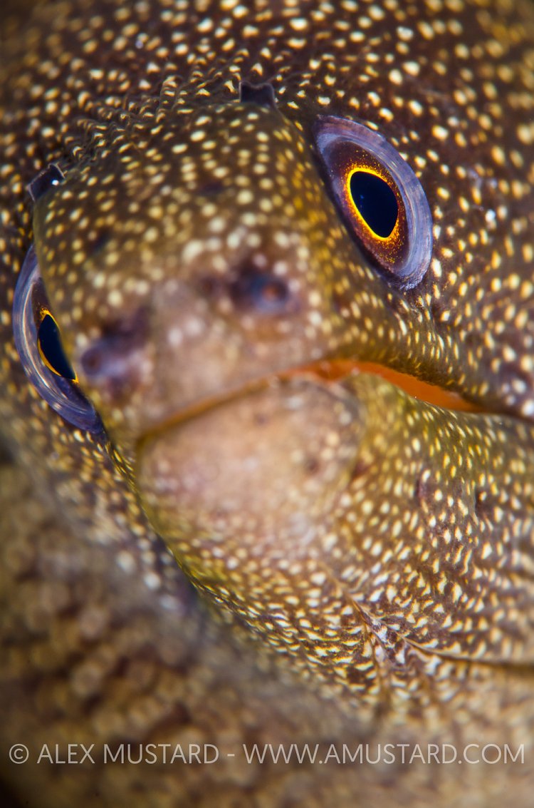 Goldentail Moray. Cayman Islands.