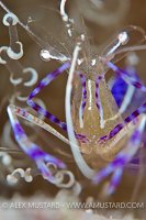 Pederson cleaning shrimp portrait. Cayman Islands.