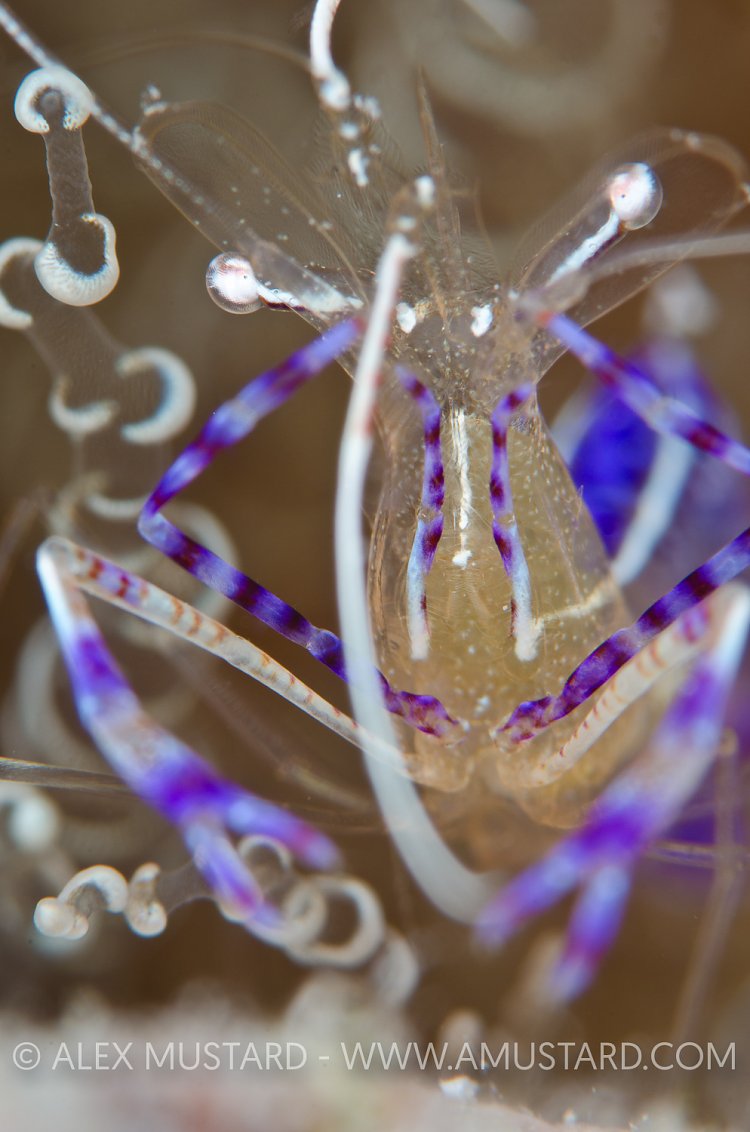 Pederson cleaning shrimp portrait. Cayman Islands.