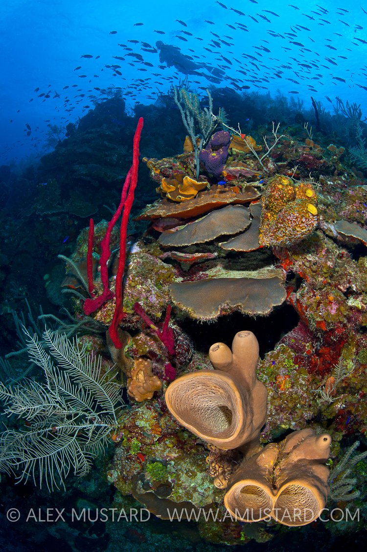 Reef Scene. Cayman Islands.