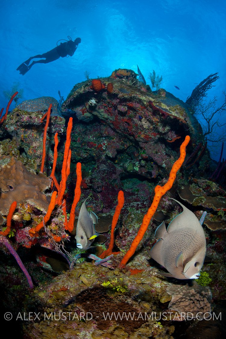 Grey Angelfish On Reef. Cayman Islands.