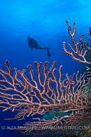 Deepwater Seafans. Cayman Islands.