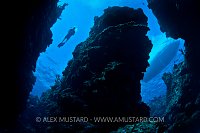 Diver In Coral Canyons. Cayman Islands.