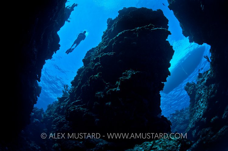 Diver In Coral Canyons. Cayman Islands.