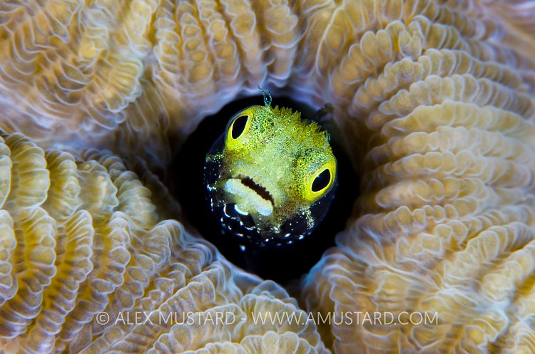 Secretary Blenny. Cayman Islands.