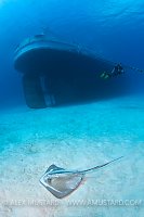 Stingray and wreck. USS Kittiwake, Cayman Islands.