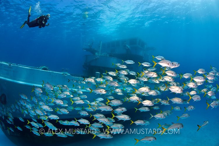 Horse-eye jacks and the bow of the Kittiwake. Cayman Islands