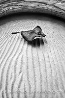 Southern Stingray. Cayman Islands.