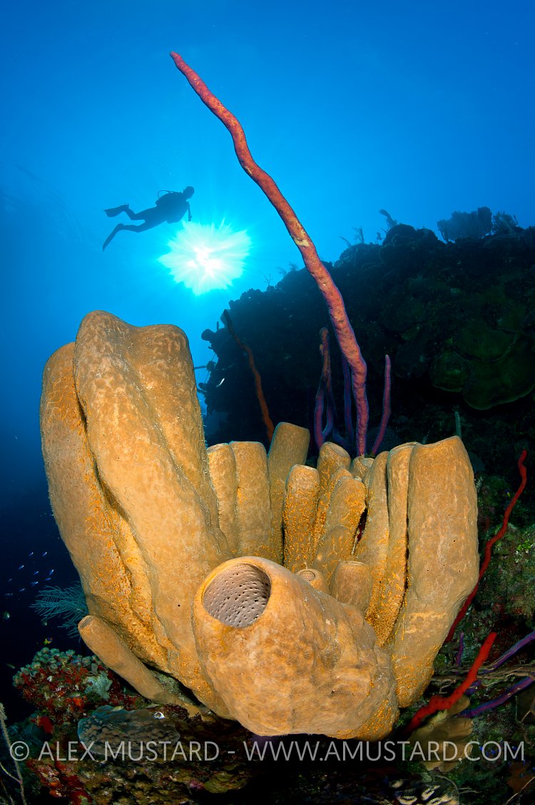 Brown Tube Sponges. Cayman Islands.