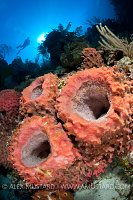 Barrel Sponges. Cayman Islands.