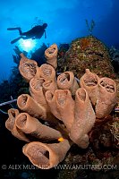 Brown Tube Sponges. Cayman Islands.
