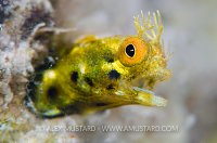 Roughhead Blenny Yawn. Cayman Islands.