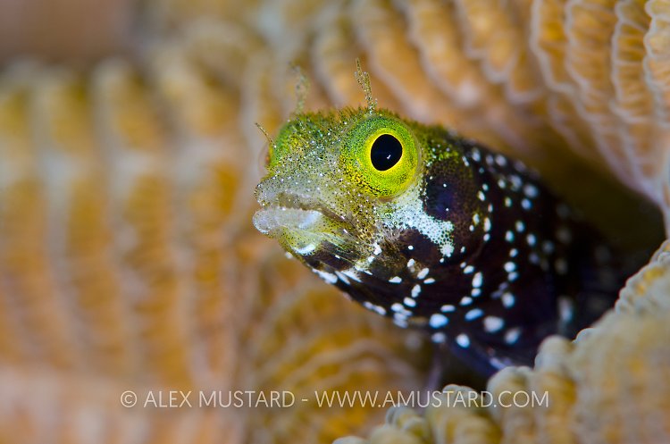 Secretary Blenny. Cayman Islands.