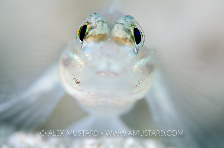 Bridled Goby Portrait. Cayman Islands.