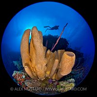 Sponges On Wall, Circular Fisheye. Cayman Islands.