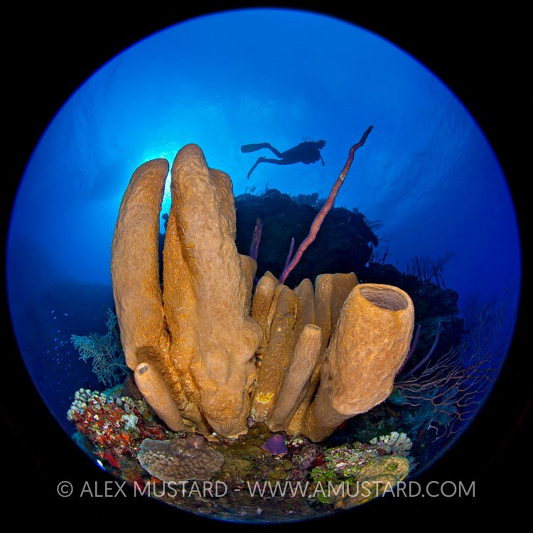 Sponges On Wall, Circular Fisheye. Cayman Islands.