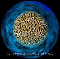 Brain In A Spin. Grand Cayman, Cayman Islands.