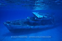 Toy Kittiwake. Cayman Islands