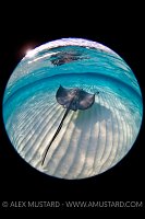 Southern Stingray On Shallow Sand Bank. Grand Cayman.