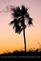 Silver Thatch Palm Tree. Little Cayman.