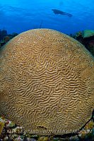 Giant Brain coral. Cayman Islands.