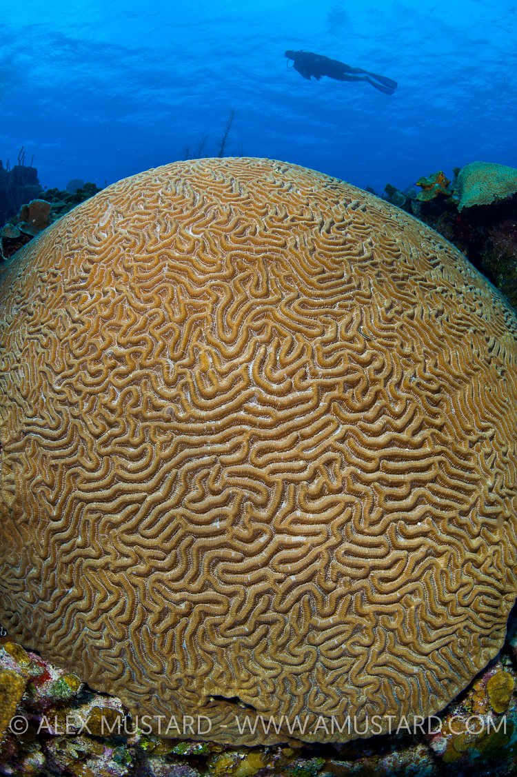 Giant Brain coral. Cayman Islands.