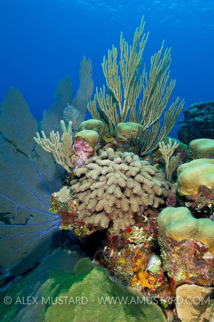 Thriving Caribbean Corals. Cayman Islands.
