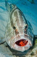 Grouper Cleaning. Cayman Islands.