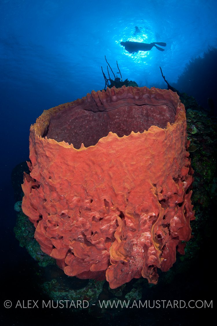 Barrel Sponge. Cayman Islands.