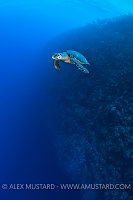 Hawksbill turtle on wall. Little Cayman, Cayman Islands.