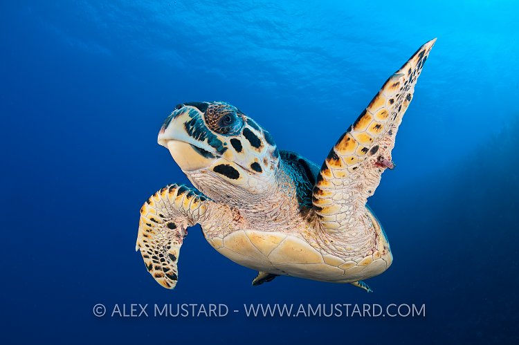Hawksbill turtle on wall. Little Cayman, Cayman Islands.
