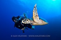 Hawksbill turtle and diver on wall. Little Cayman, Cayman Island