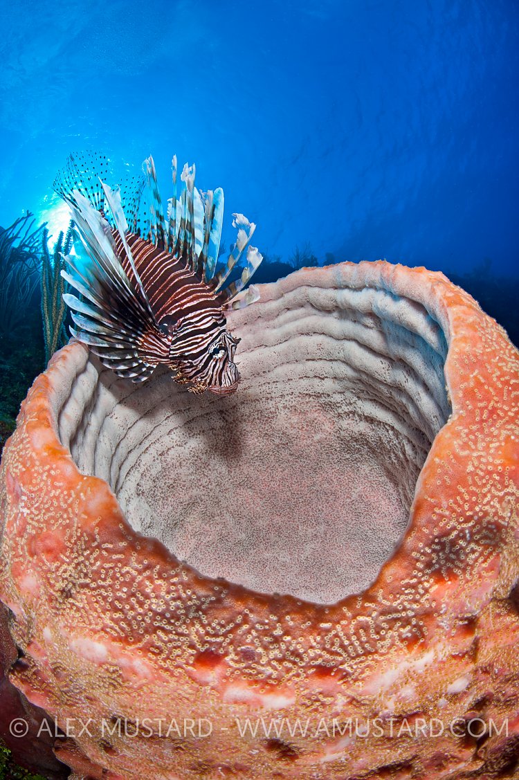 Lionfish on sponge. Cayman Islands.
