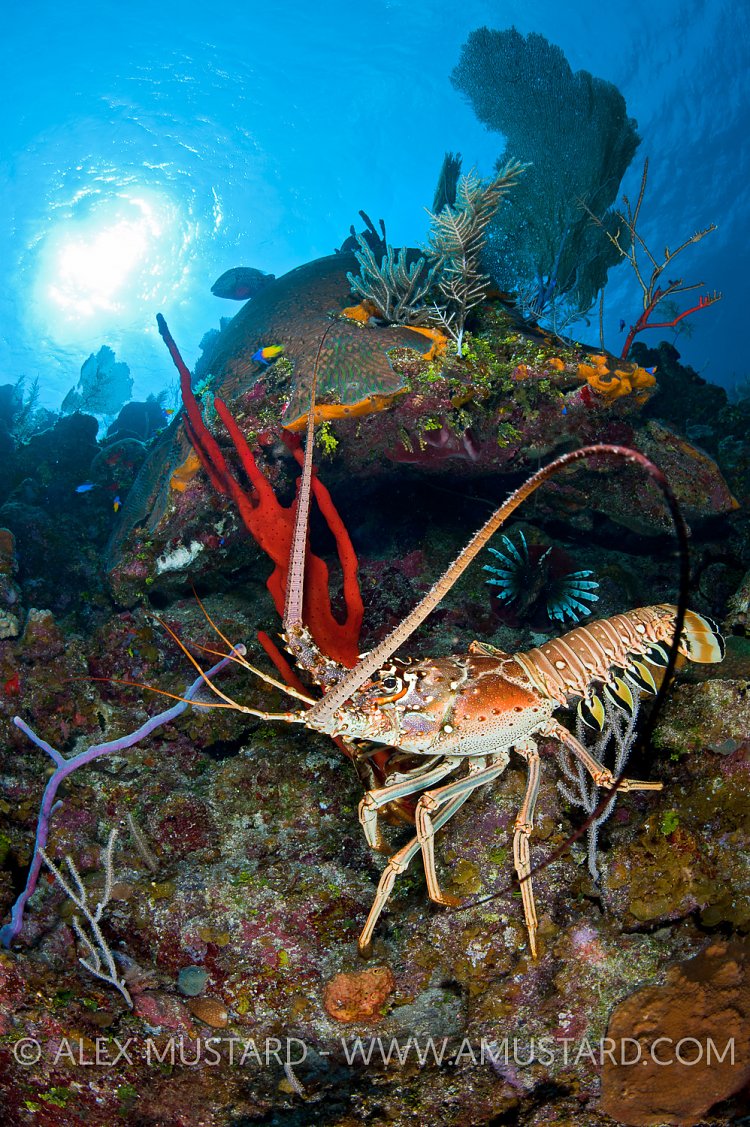 Spiny lobster on reef. Little Cayman.