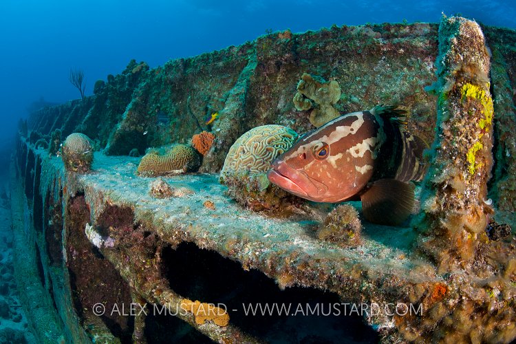 Grouper on the Soto Trader. Little Cayman.