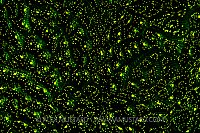 Fluorescent coral. Cayman Islands.