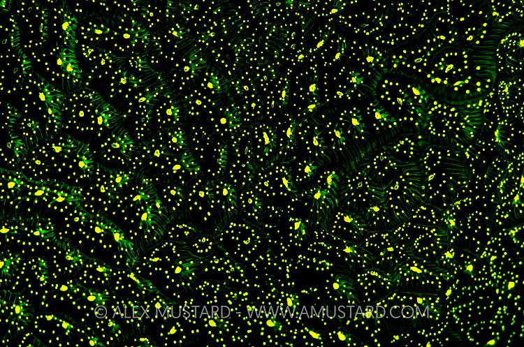 Fluorescent coral. Cayman Islands.