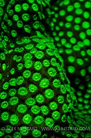 Boulder Star Coral Fluorescence. Little Cayman, Cayman Islands.