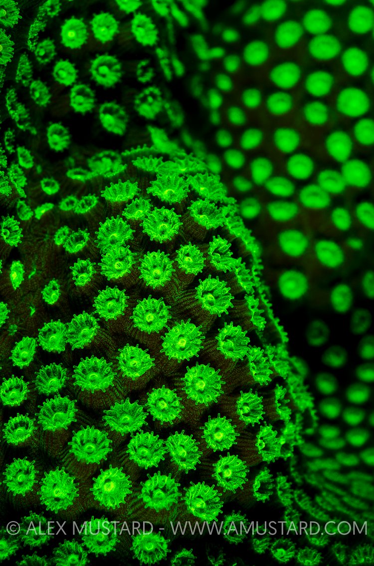 Boulder Star Coral Fluorescence. Little Cayman, Cayman Islands.