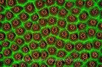 Knobby Star Coral Fluorescence. Cayman Islands.