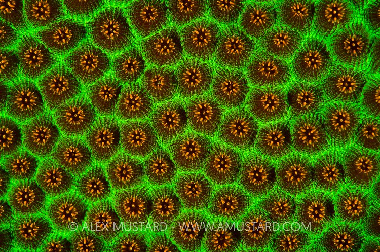 Knobby Star Coral Fluorescence. Cayman Islands.