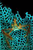 Fluorescent neck crab. Little Cayman.