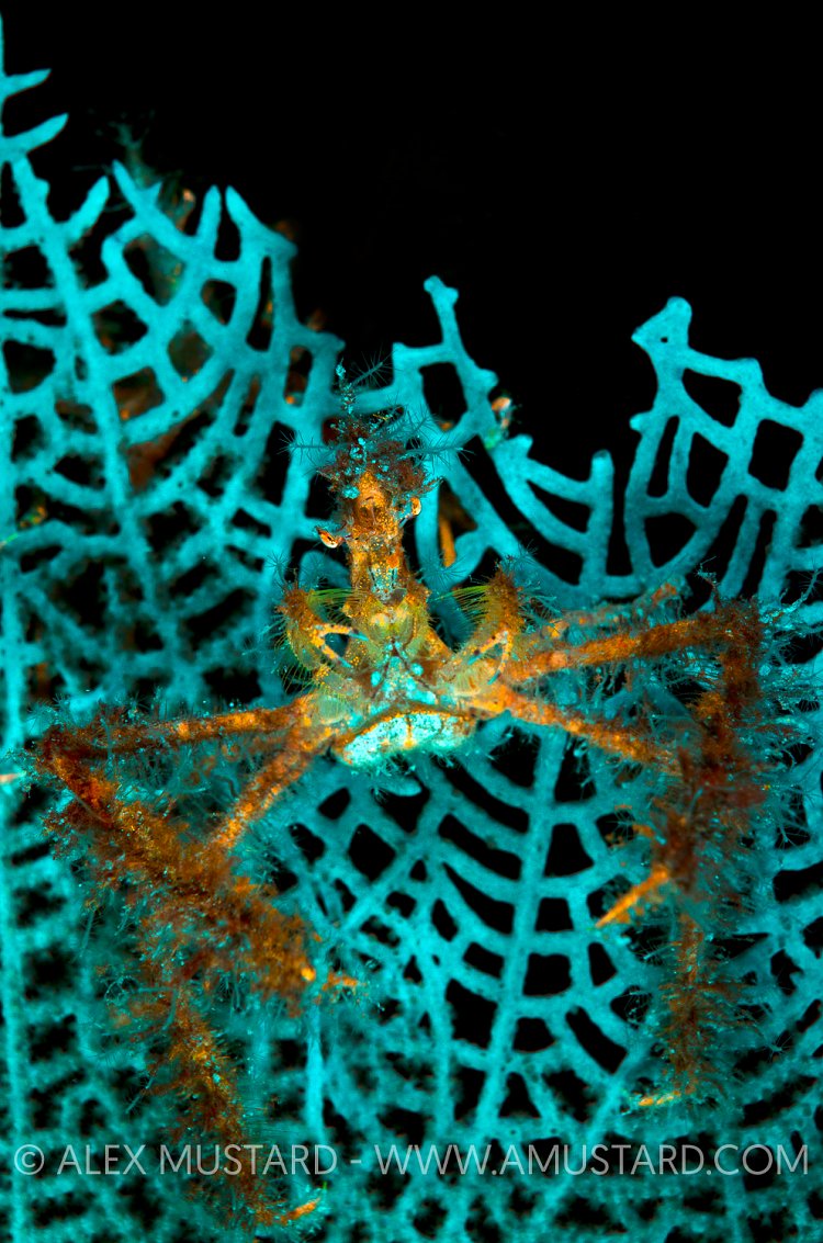 Fluorescent neck crab. Little Cayman.