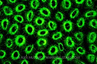 Coral fluorescence. Little Cayman.