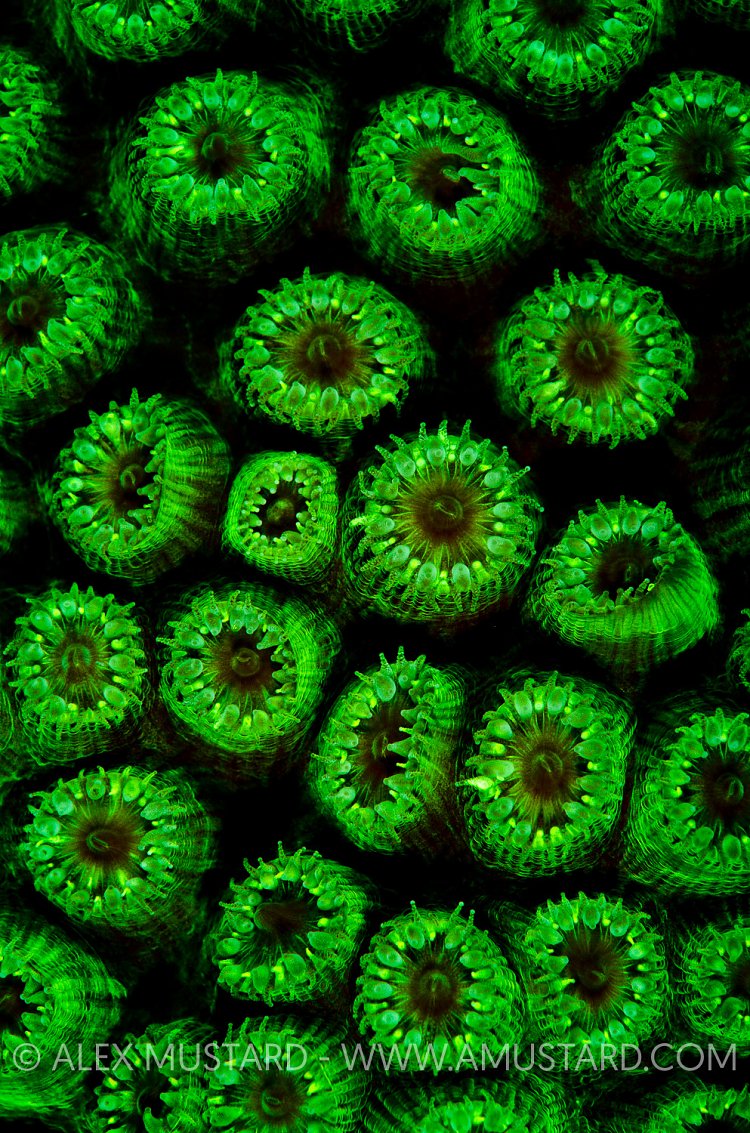 Coral fluorescence. Cayman Islands.