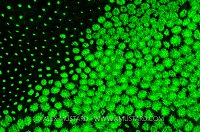 Coral fluorescence. Cayman Islands.