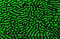 Brain coral fluorescence. Cayman Islands.