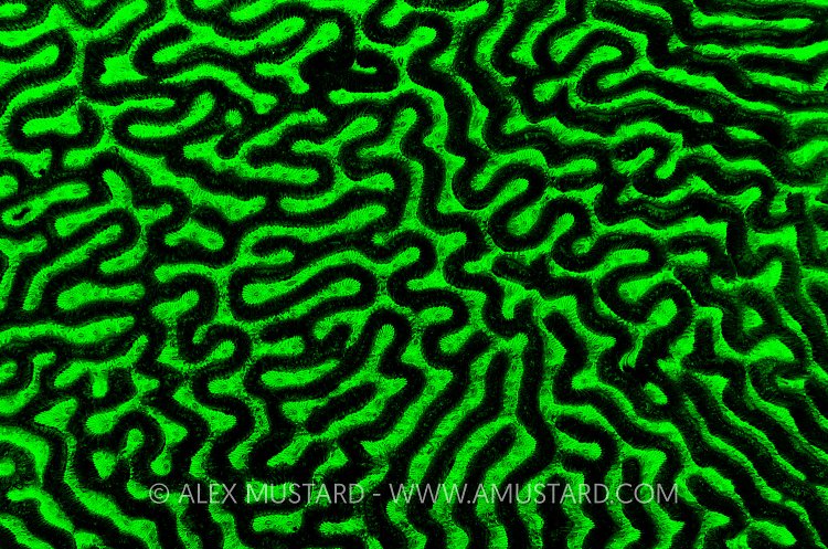 Brain coral fluorescence. Cayman Islands.